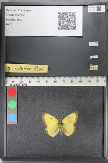 Media type: image;   Entomology 119624